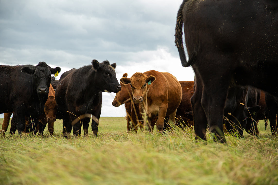 Grass-fed vs grain-fed beef: Which is better for baby?